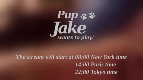 Pup Jake wants to play online show from December 25, 12:09 pm